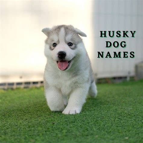 300+ Husky Dog Names (With Meanings) - PetHelpful