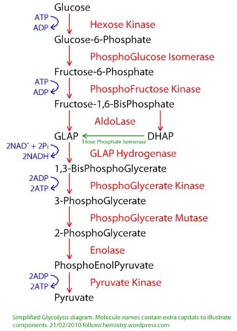 10 Steps of Glycolysis ~ Biotechfront