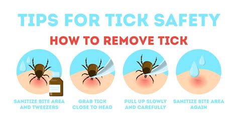 Proper Tick Removal – Plus What NOT To Do | TickSafety.com