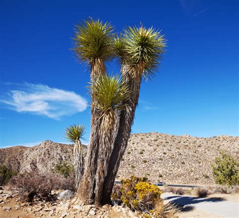 California desert tree Yucca Stock Photo 03 free download