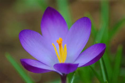 SUNNY GARDEN SERVICE: Crocus