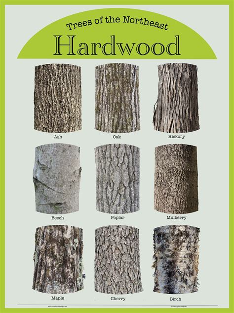 Trees of the Northeast Hardwood Bark Poster 18x24: 9 Unique Hardwood ...