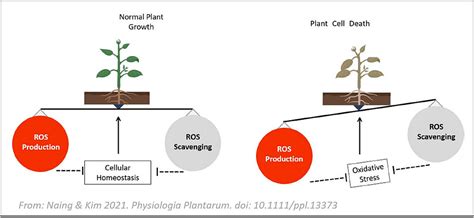 Oxidative stress in plants - Universität Graz