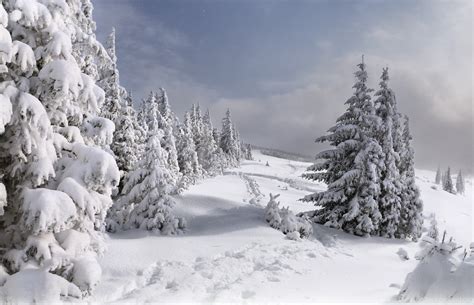 Christmas Trees Snow Wallpapers - Wallpaper Cave