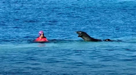 VIDEO: Aggressive Monk Seal Attacks Swimmer At Hawaiian Beach | Flipboard