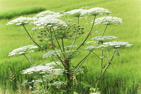 Giant Hogweed Plant Profile: Toxicity and Identification