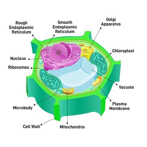 Plant Cells - Overview, Structure, Functions And Types