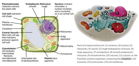 Cytoplasm In Plant Cell