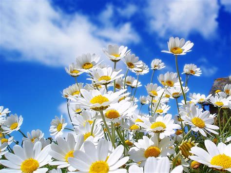 Sunny Day Background, White Flower Sunny Day, 1600x1200, #4974