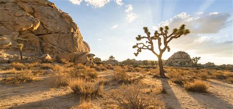 15 Strangest Facts About The Mojave Desert | Pagista