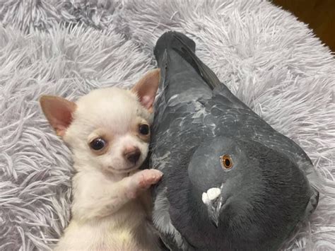 Smol Dog with a Pigeon : r/WholesomeAnything