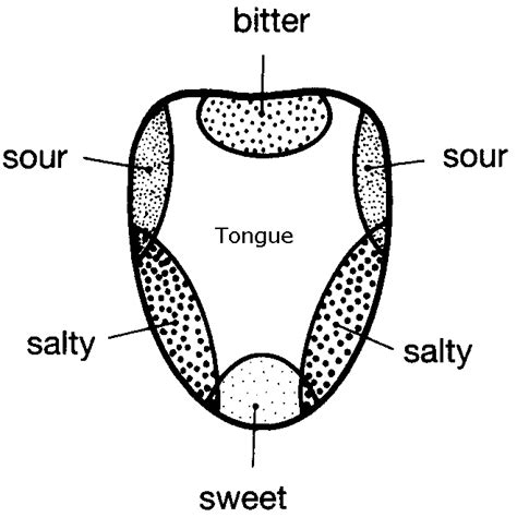 tongue taste buds black and white - Clip Art Library