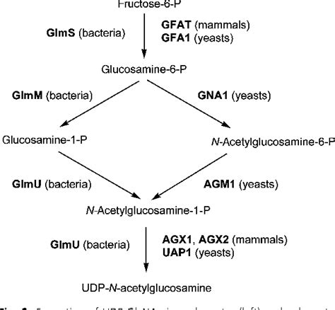 [PDF] Cytoplasmic steps of peptidoglycan biosynthesis. | Semantic Scholar