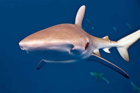 8 facts about The Galapagos Shark - Underwater360