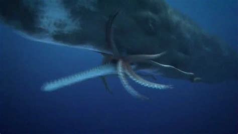 COLOSSAL SQUID (giant squid ) Vs. SPERM WHALE "EPIC BATTLE" - YouTube