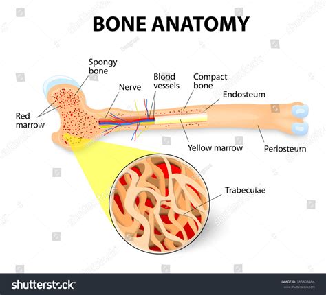 Anatomy Long Bone Periosteum Endosteum Bone Stock Vector (Royalty Free ...