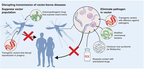 What Are Vectors Of Diseases