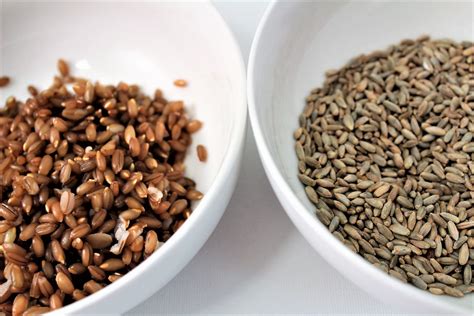 Back to Basics: How to Cook Rye Berries – Organicgrains.com