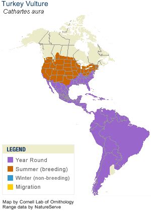 Turkey Vulture, Identification, All About Birds - Cornell Lab of ...