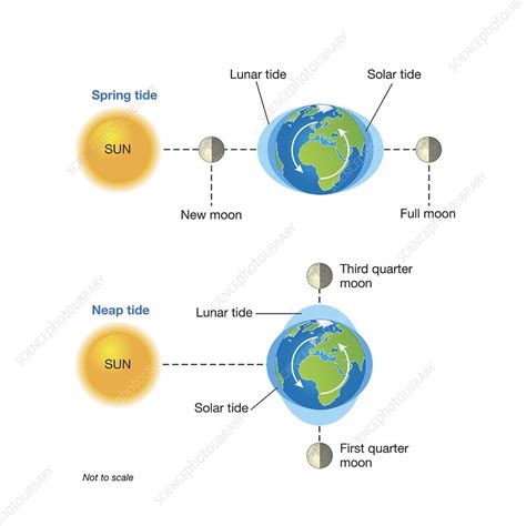 Explain the Differences Between Spring and Neap Tides - Bryanna-has-Ferrell