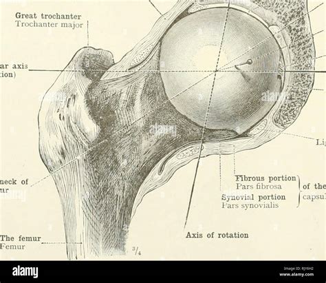 Glenoid labrum hi-res stock photography and images - Alamy