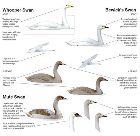 Identification the Eurasian white Swans – Planet of Birds