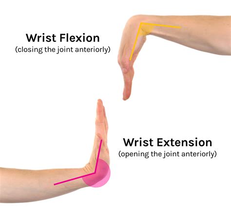 Wrist Flexion And Extension