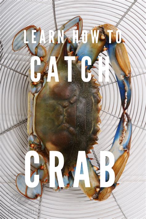 The Ultimate Guide To Learning How To Catch Crab - Fishing Skillz ...