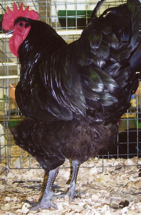 Big Black Rooster