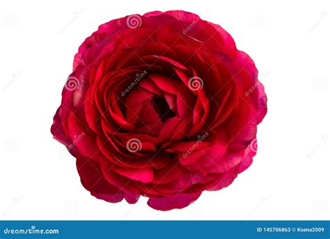 Red persian buttercup stock image. Image of isolated - 145706863