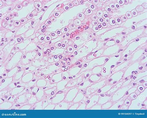 Histology of human tissue stock image. Image of study - 99104597