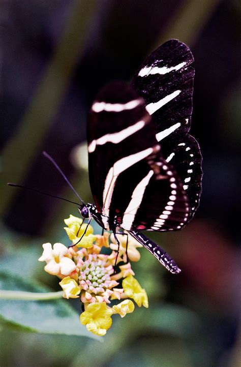 The Zebra Butterfly by Glenn0o7 on DeviantArt