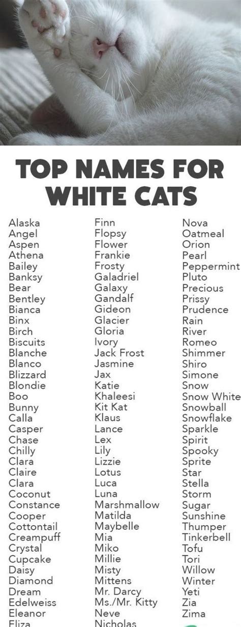 Pin by Leecy on Kittens | White cats, Cat names, Cats