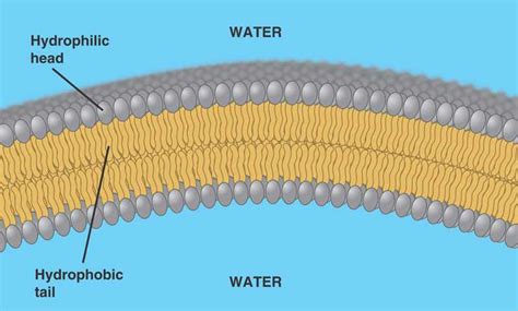 bilayer.html 05_14PhospholipidBehavior_L.jpg