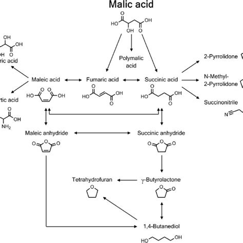 Chemical reaction route of DL-malic acid synthesis (solid arrow ...