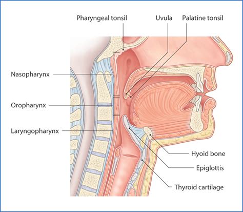 Pharynx and Larynx | Basicmedical Key