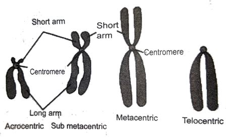 Centromere Types