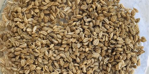 Ajwain (Carom Seeds) / अज़वाइन: Recipes and Benefits - Tasted Recipes