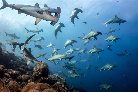 Galapagos Diving: Amazing Shark Diving in the Best Season