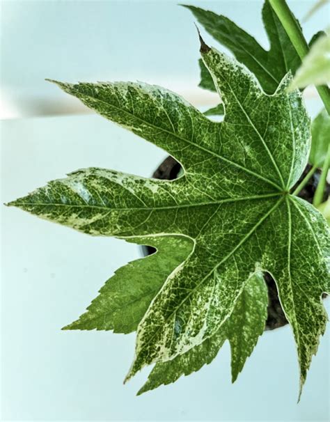 Fatsia japonica Variegata - Green Room