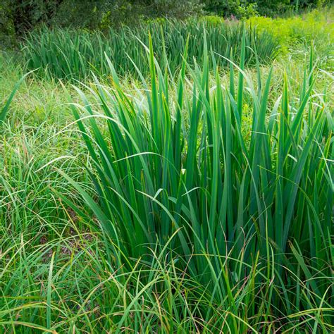 Wetland Plants