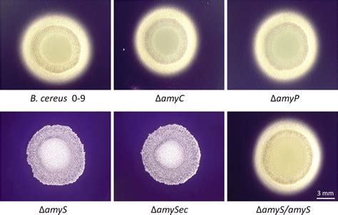 Determination of the capacity of B.cereus 0–9, ΔamyS, ΔamyC, ΔamyP ...