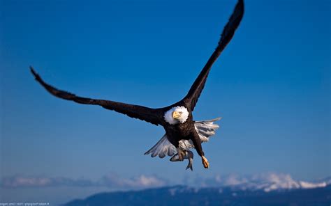 nature, Landscape, Animals, Birds, Eagle, Wildlife, Bald Eagle ...