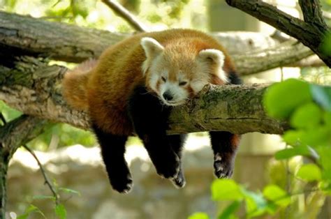 5 Best National Park to Spot Red Panda in India