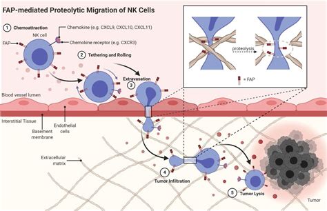 Fibroblast activation protein regulates natural killer cell migration ...