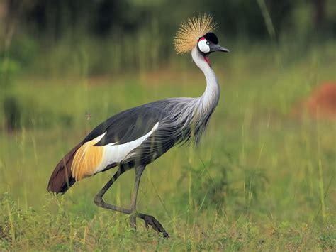 25 Beautiful Birds in Uganda to Look Out For - Sonoma Birding