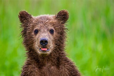 Grizzly Bear Cub cute Photo | Alaska | USA | Photos by Jess Lee