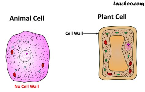 Important Points of Cell Wall - Chapter 8 Class 8 Cells - Notes