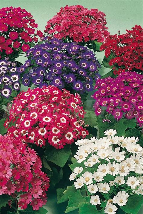 Cineraria Mixed Color Flower Seeds - Seeds | Plantshop.me