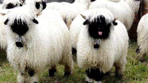 Valais Blacknose Sheep - Fuzzy Today